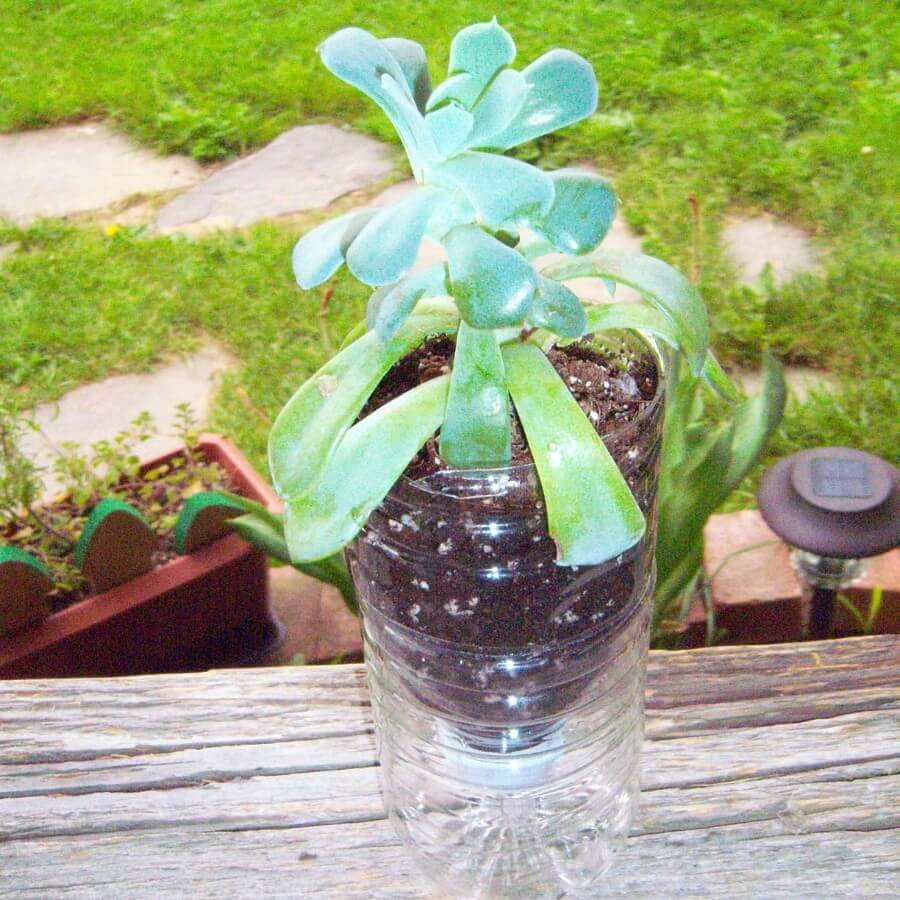 plastic bottle planters