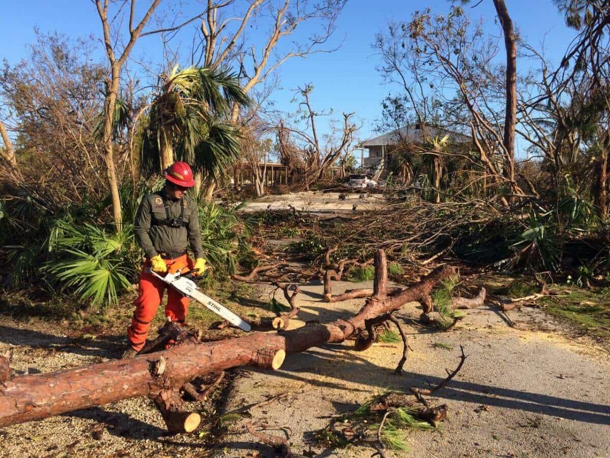 Chainsaw Safety