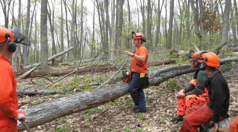 Chainsaw Safety