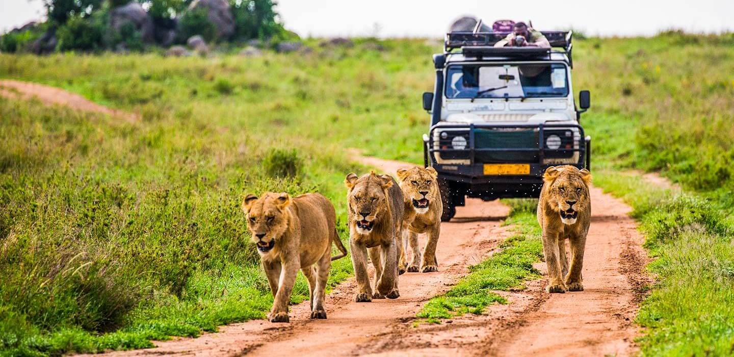 Safaris Excursions