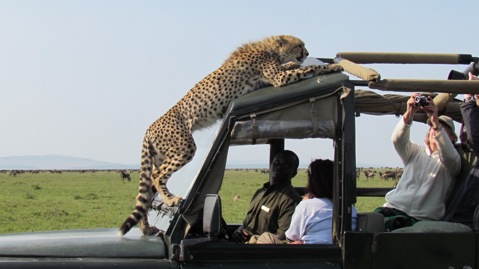 Safaris Excursions