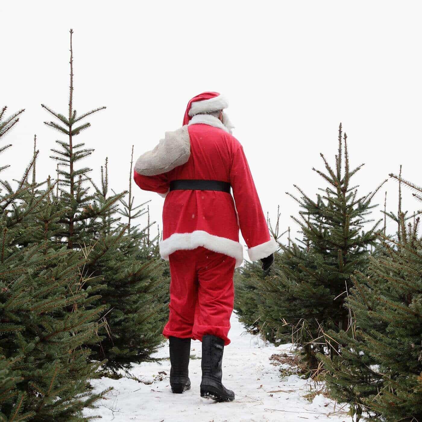 Dark impact of Christmas on the environment
