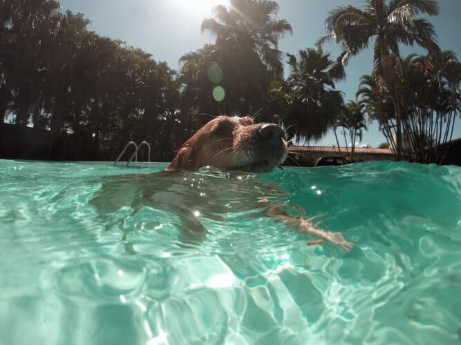 Dog Swimming