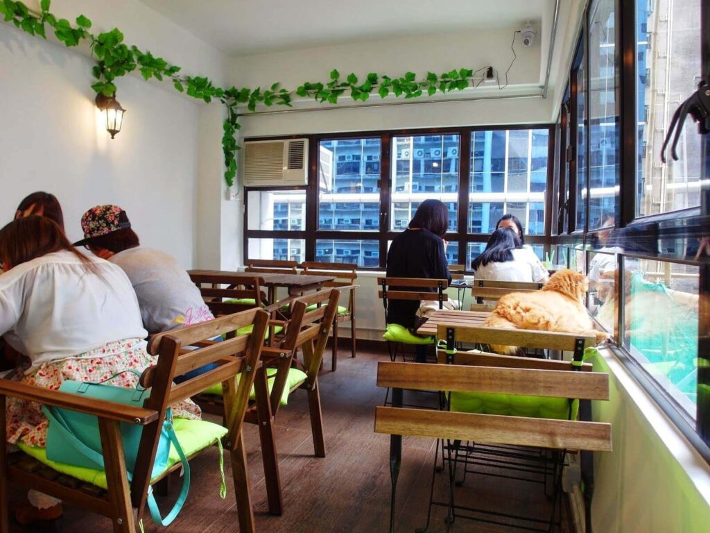 White wall simple Pet friendly cafe theme sitting area with dog on table watching through window