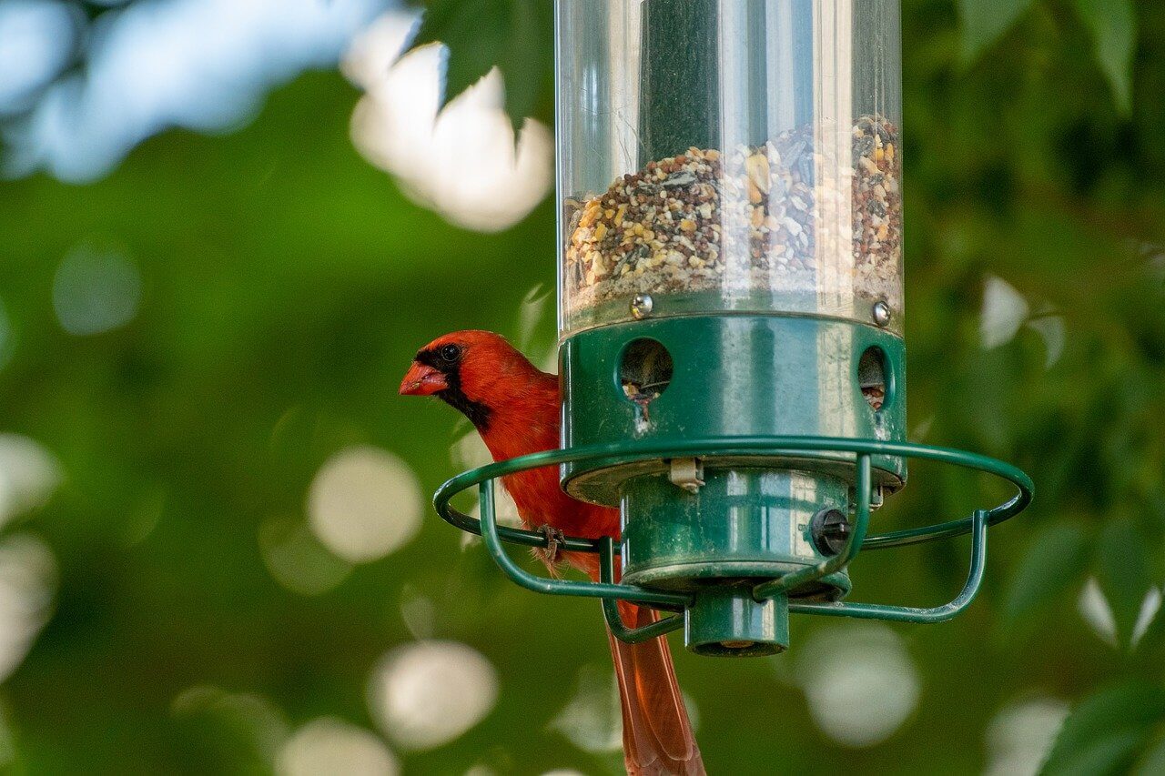 Attract Wildlife to Your Garden