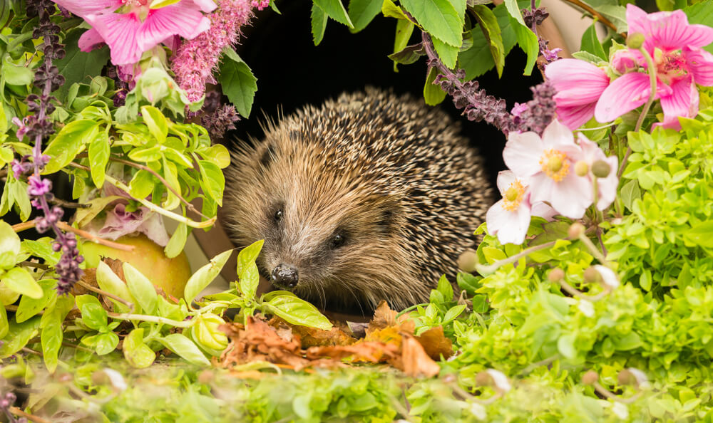 Garden Hedgehog