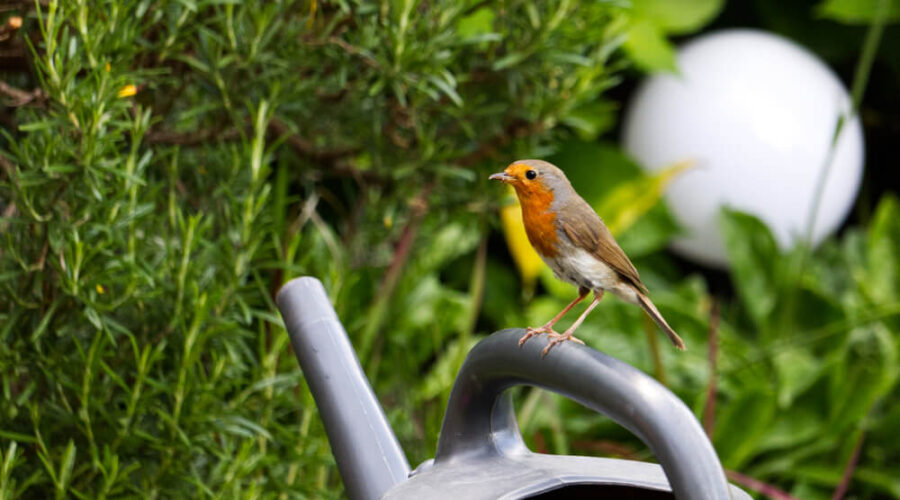 Robin in Garden