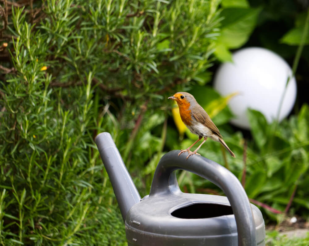 Robin in Garden