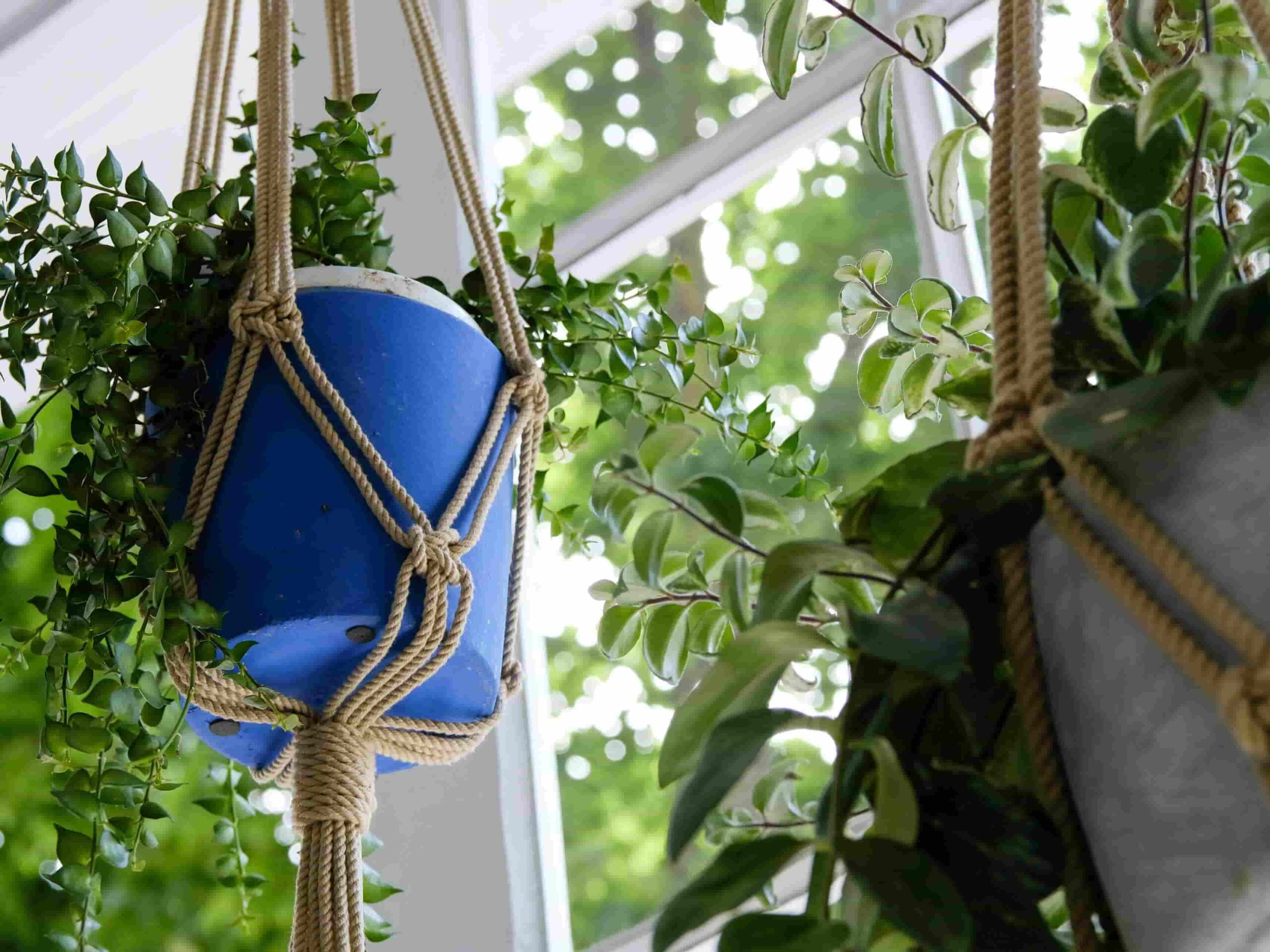 DIY plant hanger 