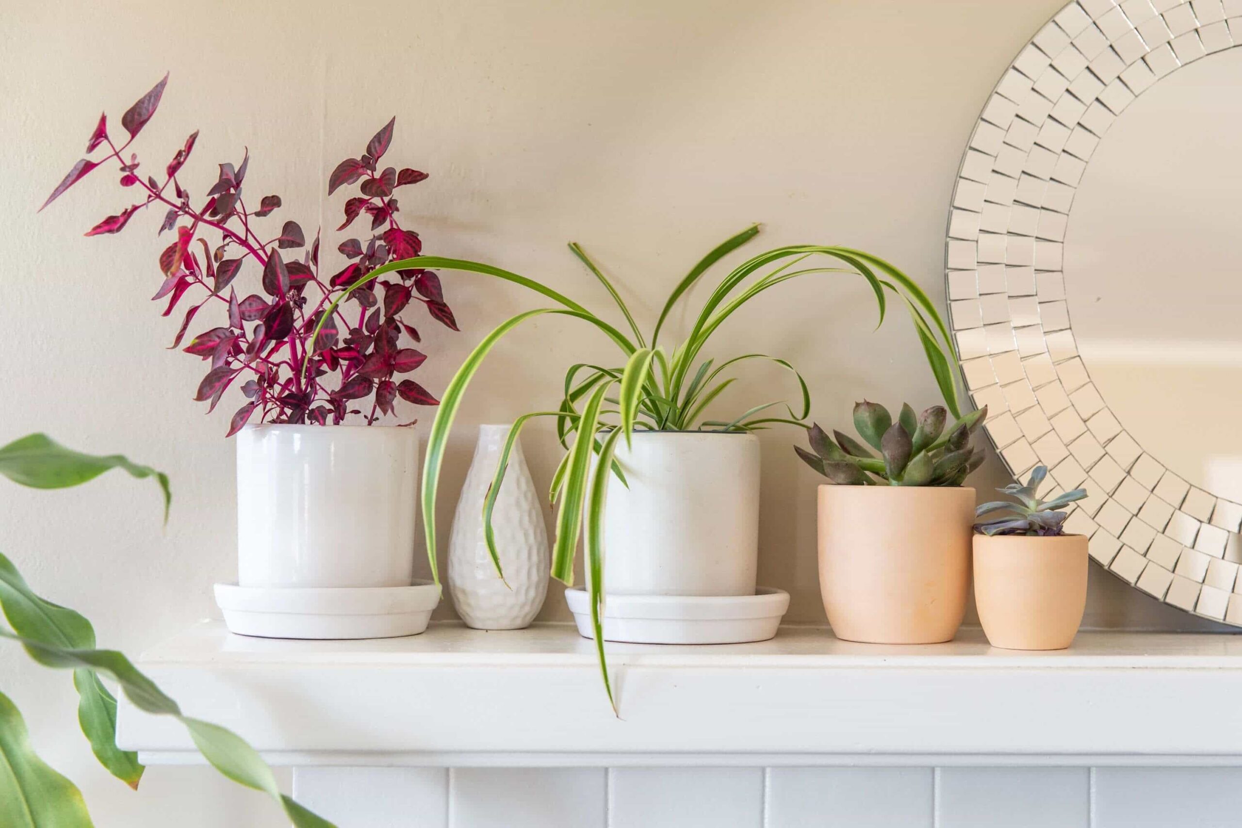 Decorating the Interior with Potted Plants 