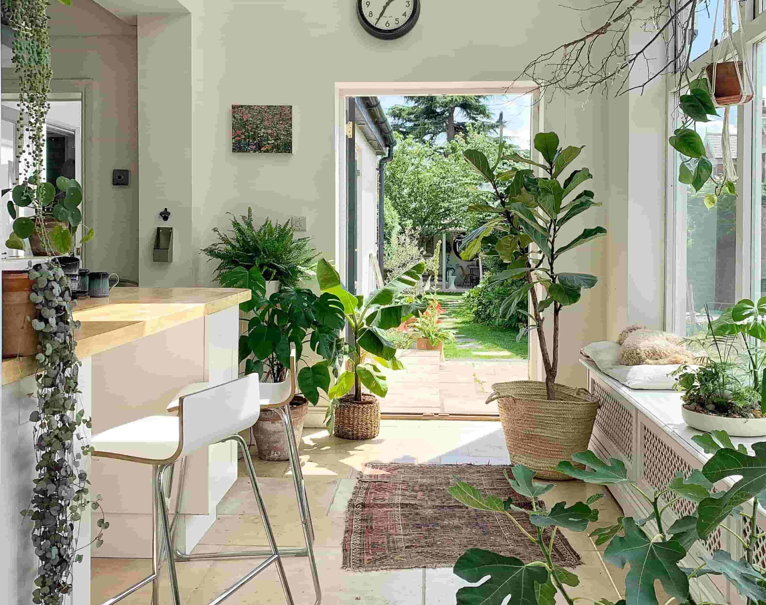 Decorating the Interior with Potted Plants 