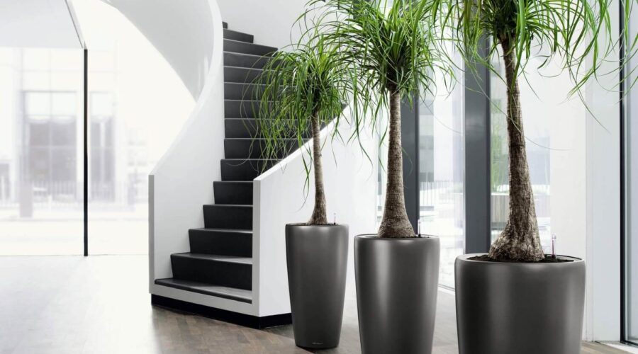 Decorating the Interior with Potted Plants