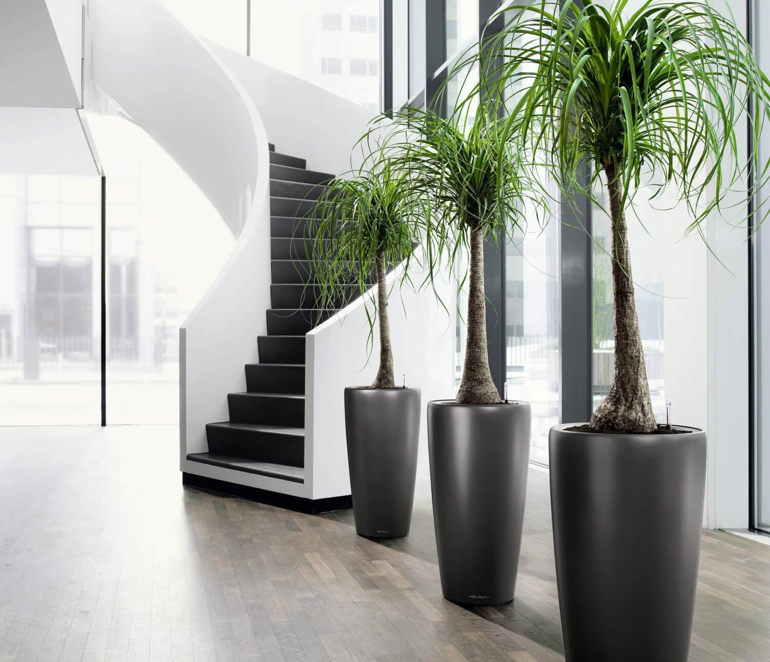 Decorating the Interior with Potted Plants 