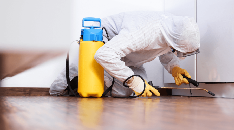 Easy Pest Prevention Tips for Every Homeowner