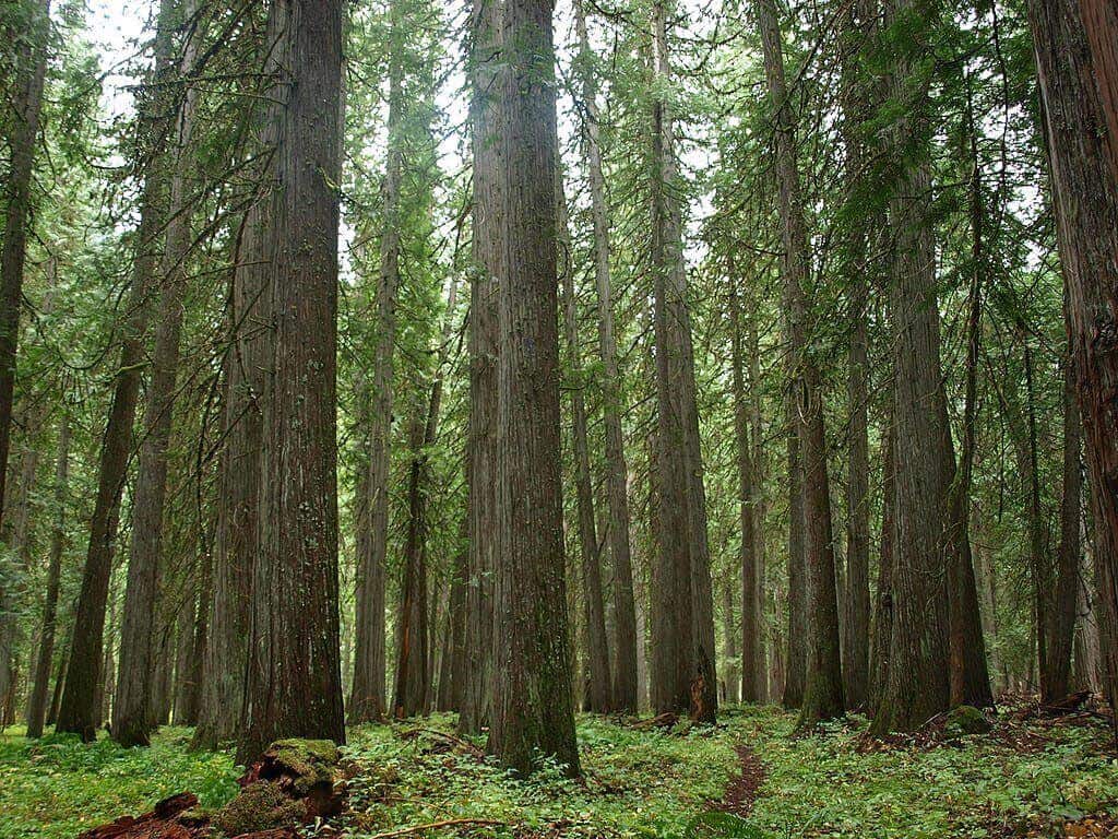 Western Red Cedar 