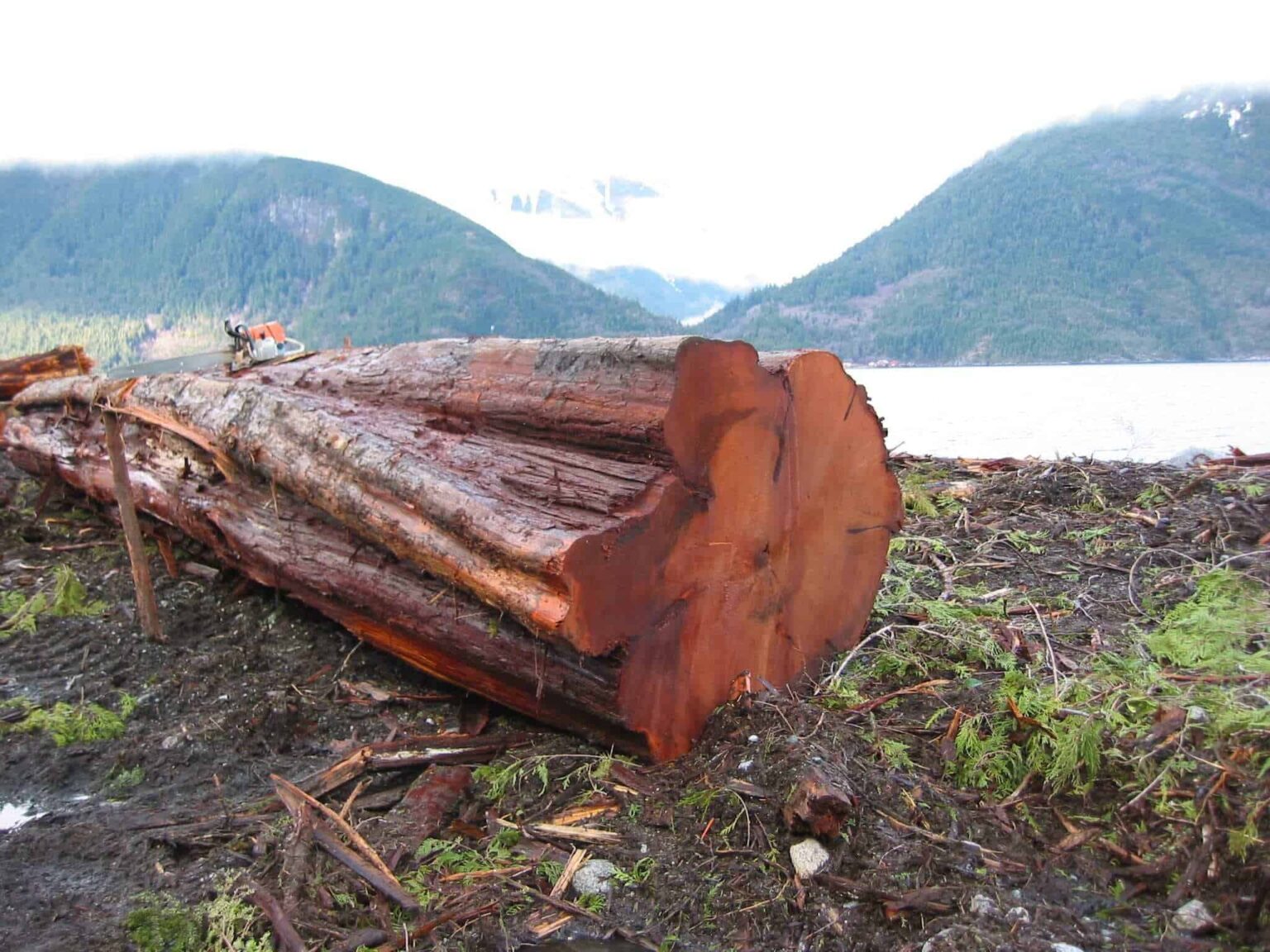 A Closer Look At Western Red Cedar Live Enhanced