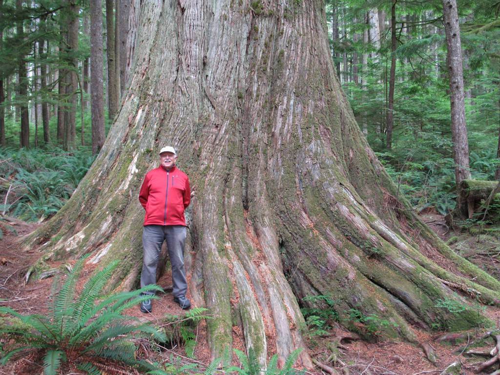 Western Red Cedar 