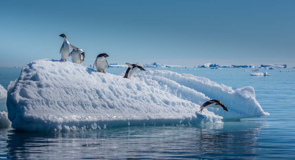 Antarctica-penguins