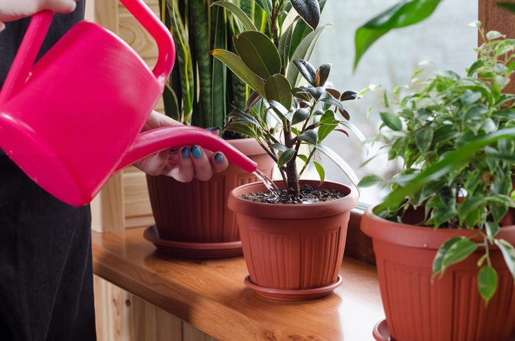 Powerful Tips Can Stop Your Plants Dying 