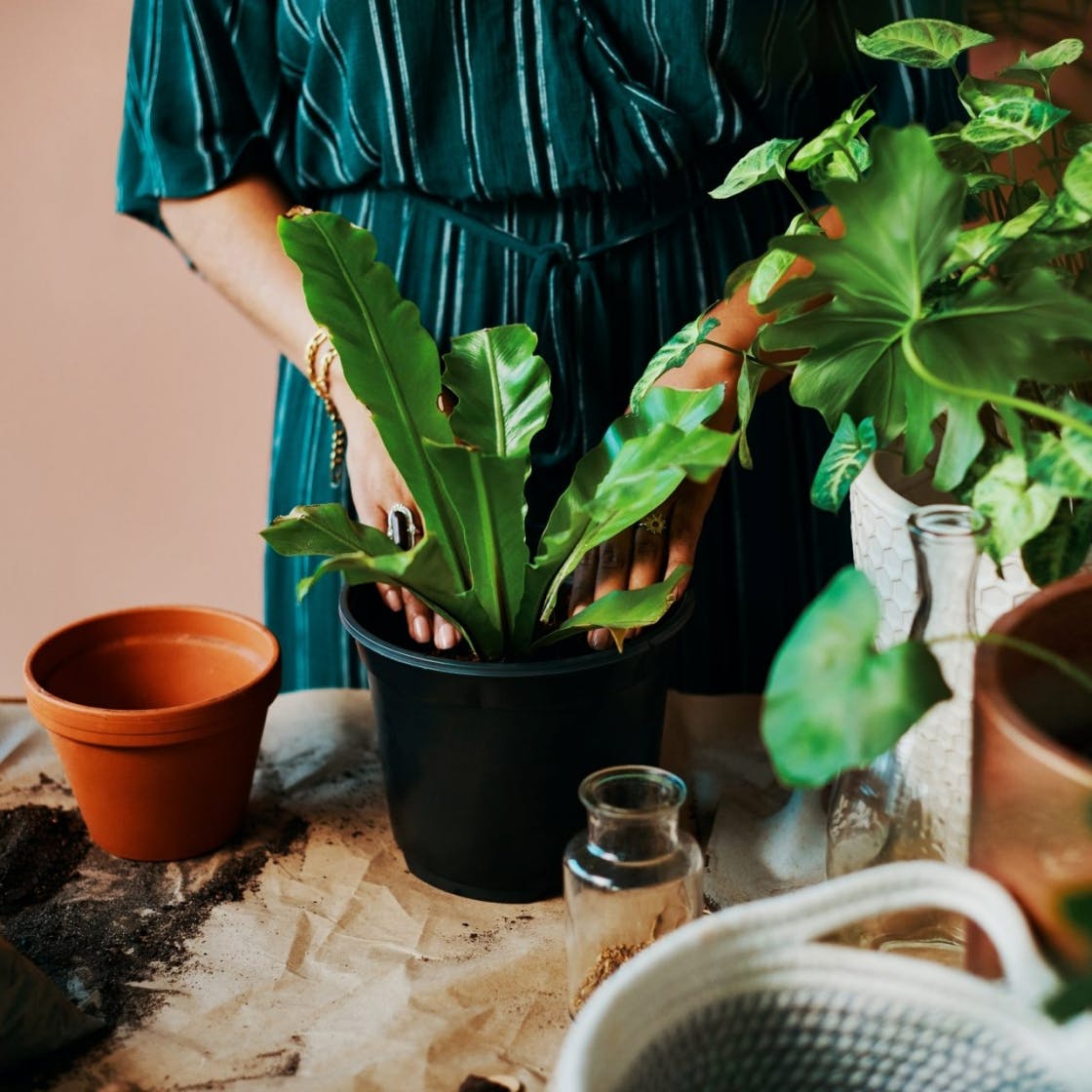 Powerful Tips Can Stop Your Plants Dying 