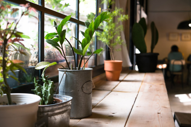 Powerful Tips Can Stop Your Plants Dying 