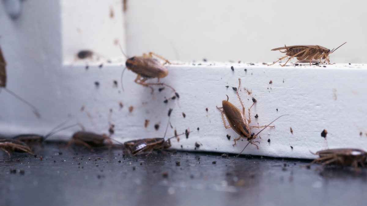 Prevent Cockroaches from Moving with You 