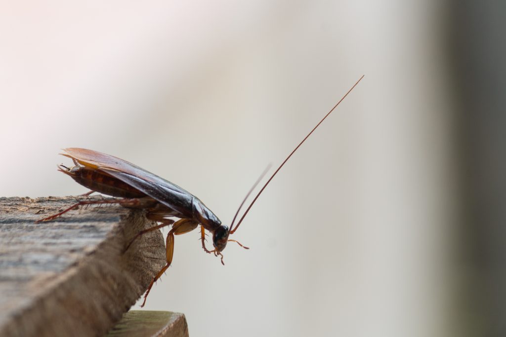 Prevent Cockroaches from Moving with You 