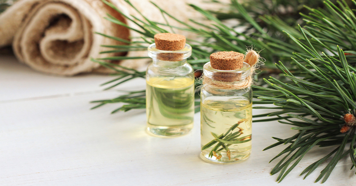 Benefits of Pine Essential Oil 