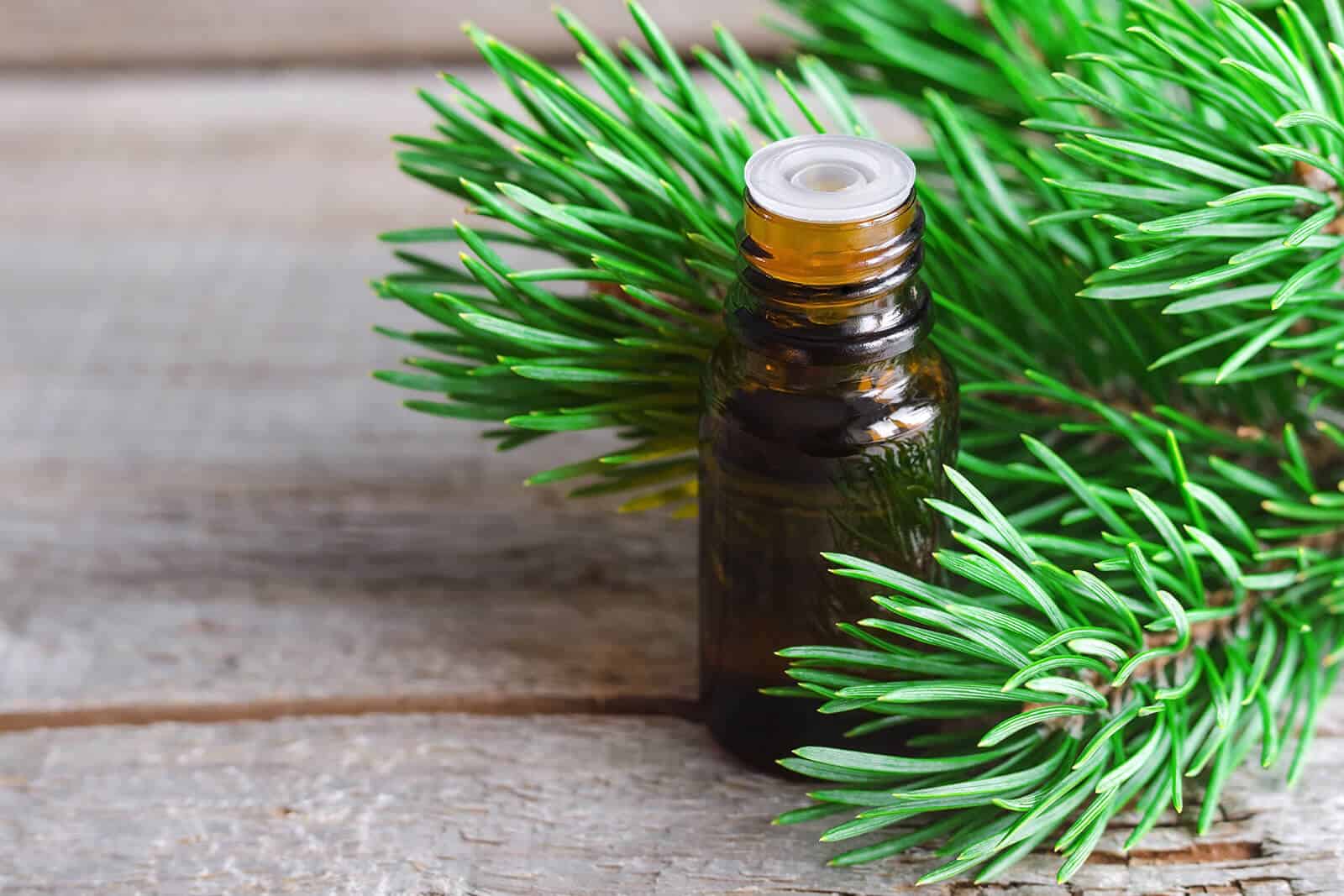 Benefits of Pine Essential Oil 