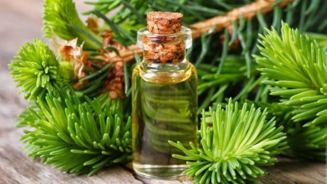 Benefits of Pine Essential Oil 