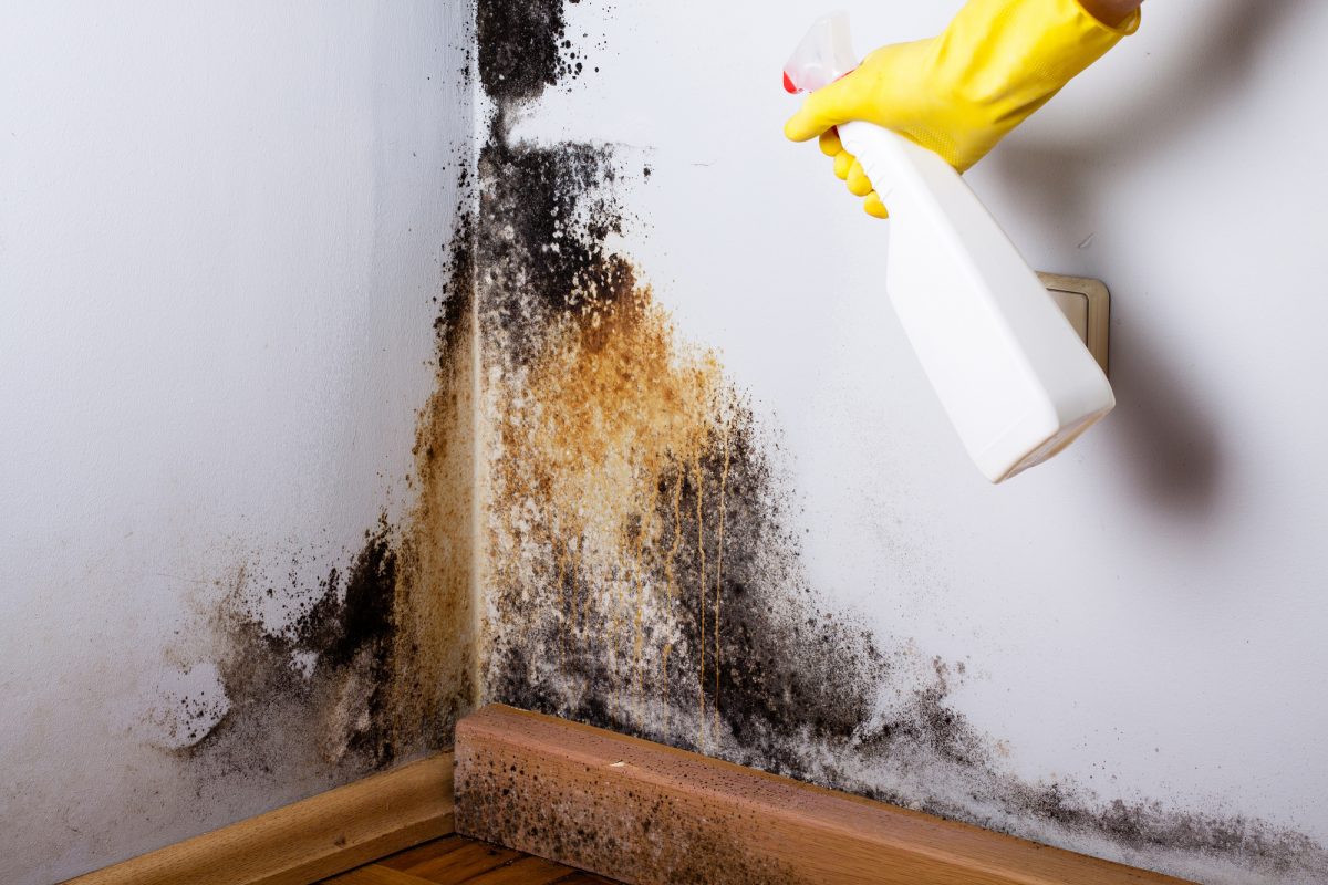 Find Mold Remediation and How to Resolve the Issue 