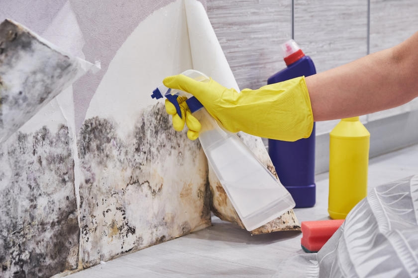 Find Mold Remediation and How to Resolve the Issue 