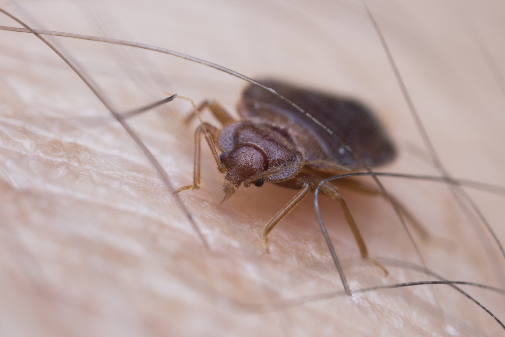 Get Rid of Bed Bugs and Avoid Them