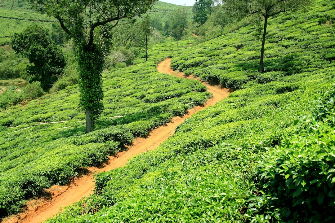 Reasons to Visit Kerala 