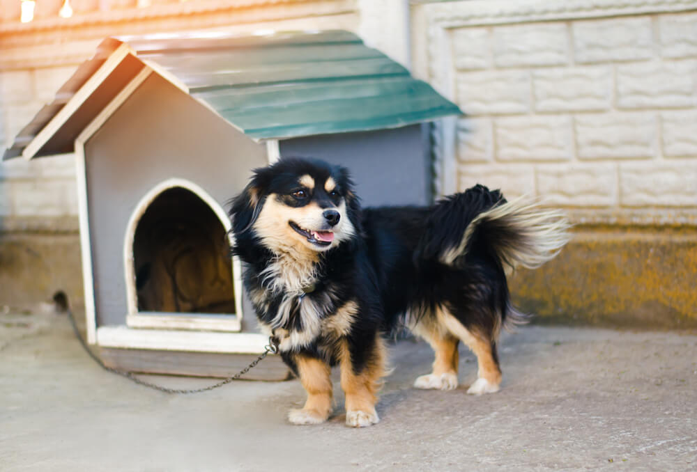 How-do-you-decorate-a-dog-house