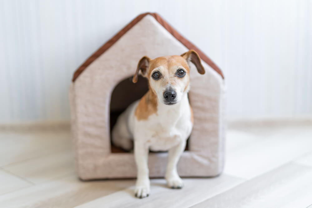 How-do-you-decorate-a-dog-house