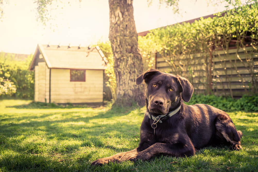 How-do-you-decorate-a-dog-house