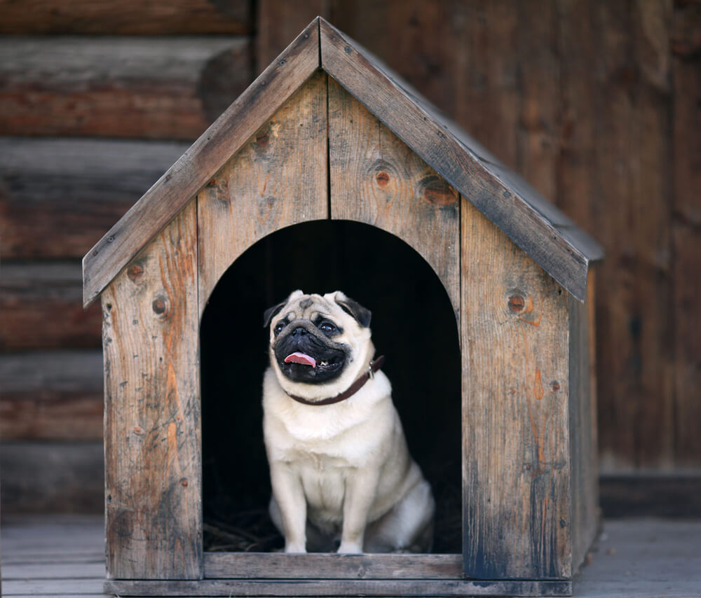 How-do-you-decorate-a-dog-house