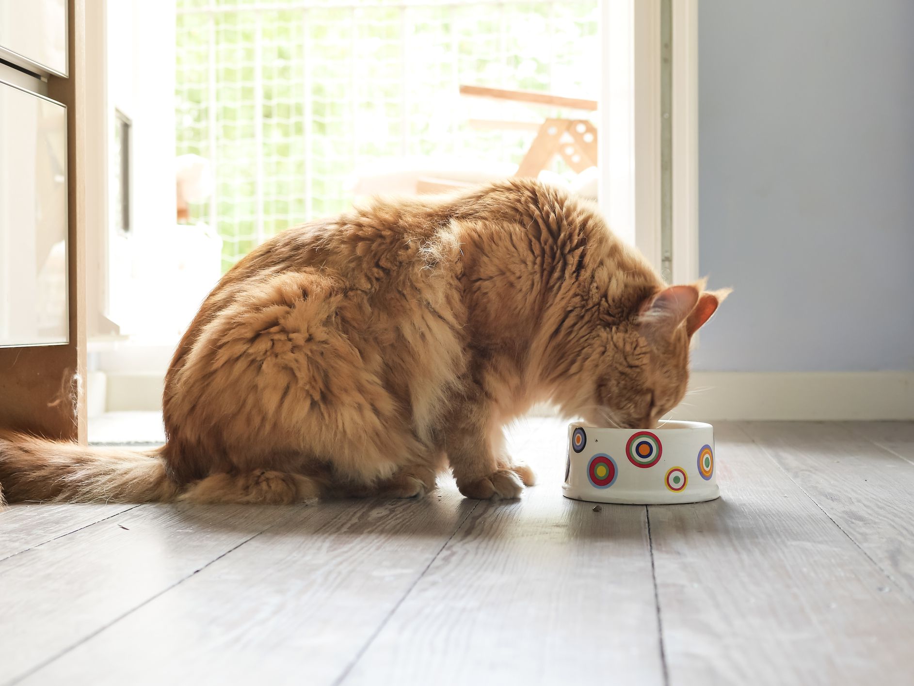 Raw Feeding Is Great For Outdoor Cats 