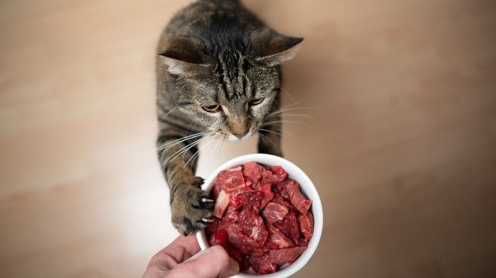 Raw Feeding Is Great For Outdoor Cats 