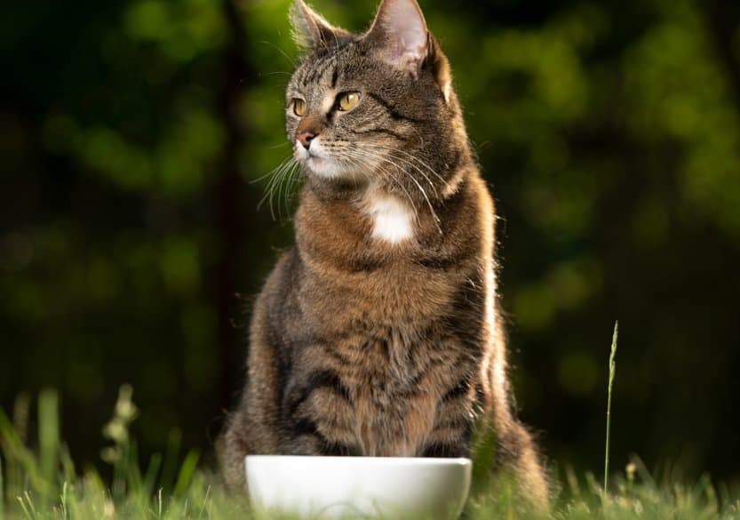 Raw Feeding Is Great For Outdoor Cats 