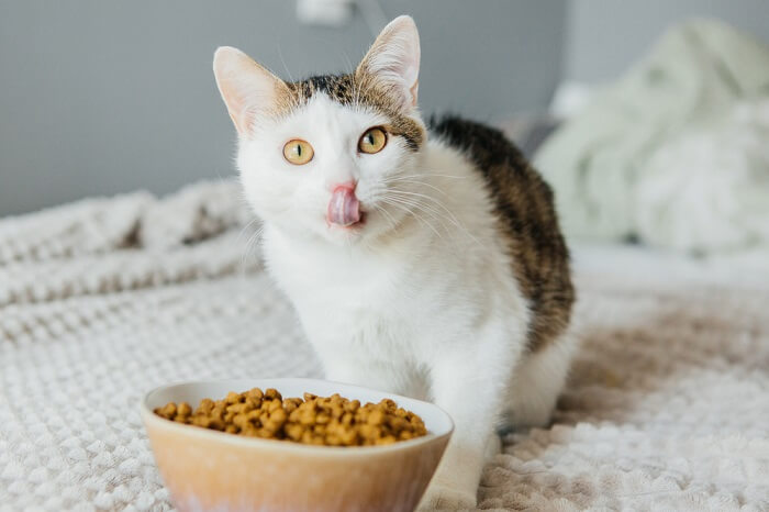 Raw Feeding Is Great For Outdoor Cats 