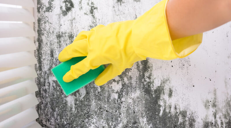 Guide to the Professional Mold Remediation Process