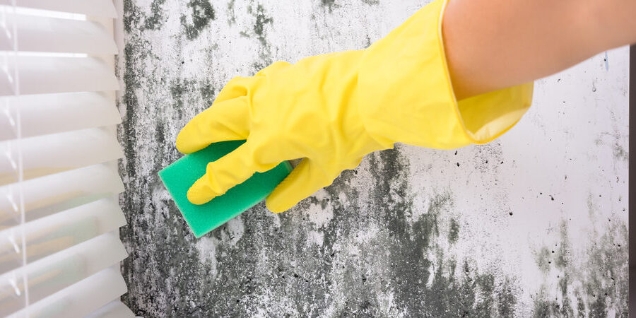 Guide to the Professional Mold Remediation Process