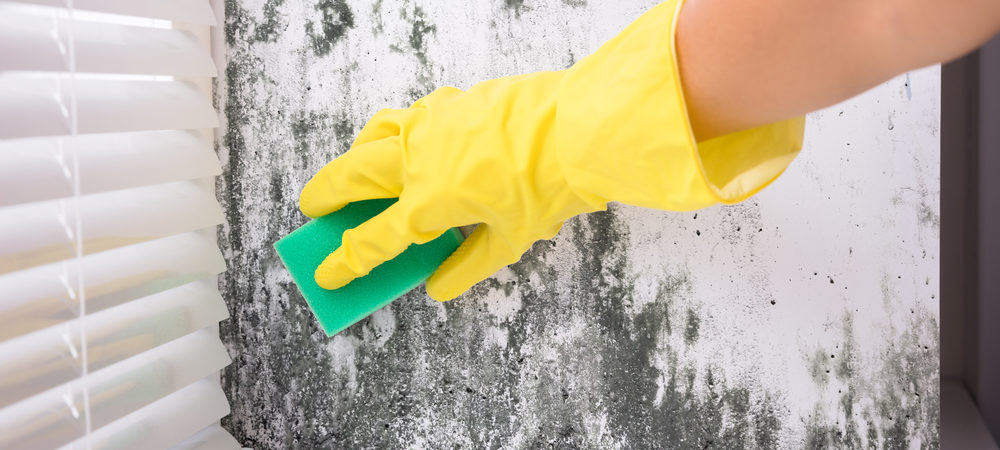 Guide to the Professional Mold Remediation Process