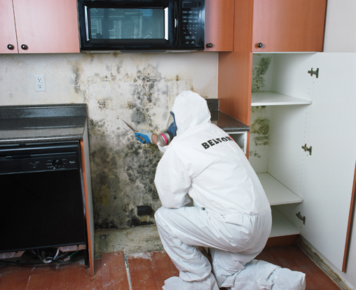 Guide to the Professional Mold Remediation Process