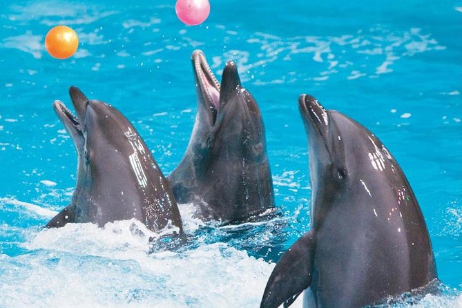 Know More About Dolphin Show Dubai 