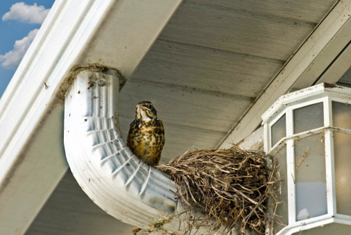 The Untold Damage a Bird Infestation Can Cause 