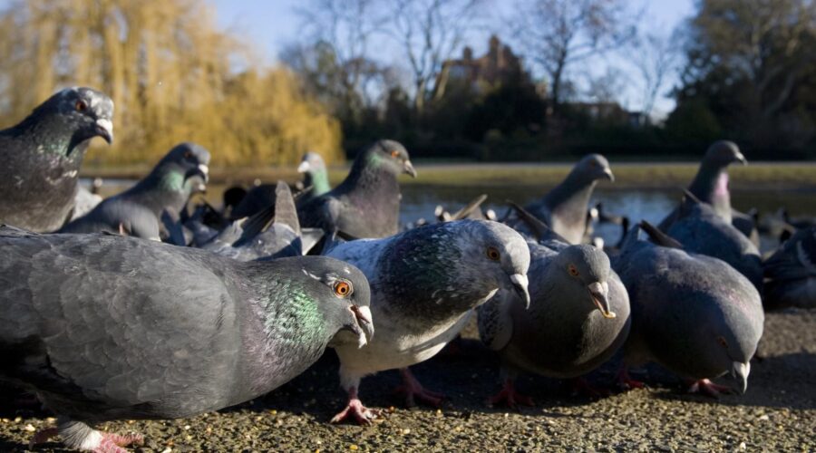 The Untold Damage a Bird Infestation Can Cause