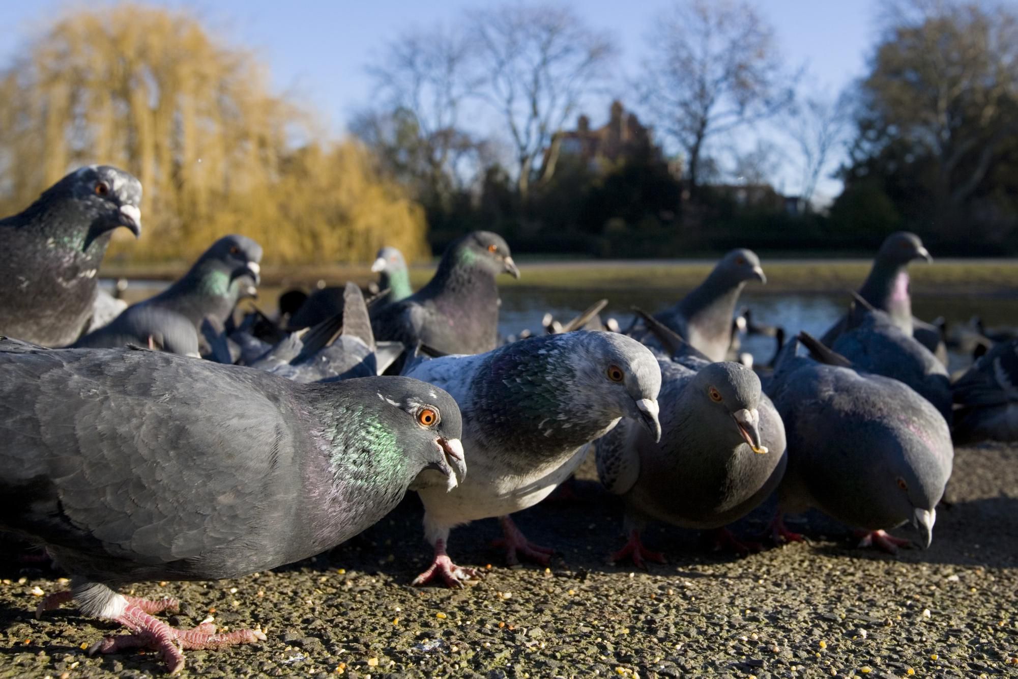 The Untold Damage a Bird Infestation Can Cause 